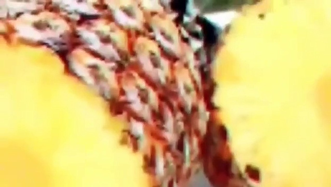 AJENJO - PARÁSITOS INTESTINALES - DIGESTIÓN