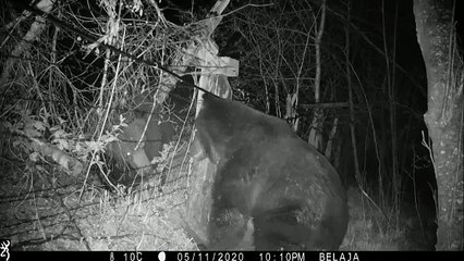 معركة شرسة بين -دب روسي وصيني- على الحدود