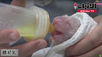 ولادة أنثى باندا في حديقة حيوانات تايبيه