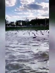 مئات الأسماك تقفز فوق سطح البحيرة في الصين بطريقة مذهلة