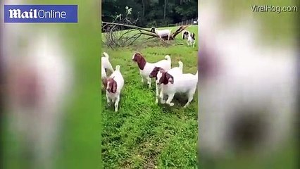Hilarious moment baby raccoon called The Governor herds goats into their pen