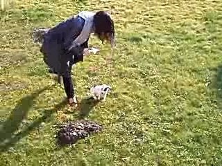 Jack Russel dans la pelouse