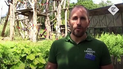 London Zoo- Bunting and treats for gorillas ahead of reopening - Coronavirus
