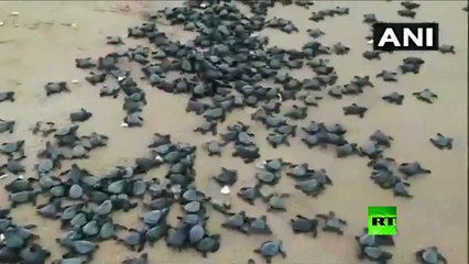 ملايين السلاحف تحتل شواطئ الهند