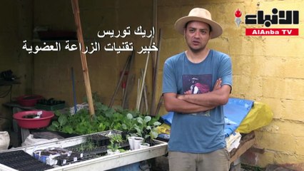 بساتين في مدن غواتيمالا لمواجهة النقص خلال العزل المنزلي