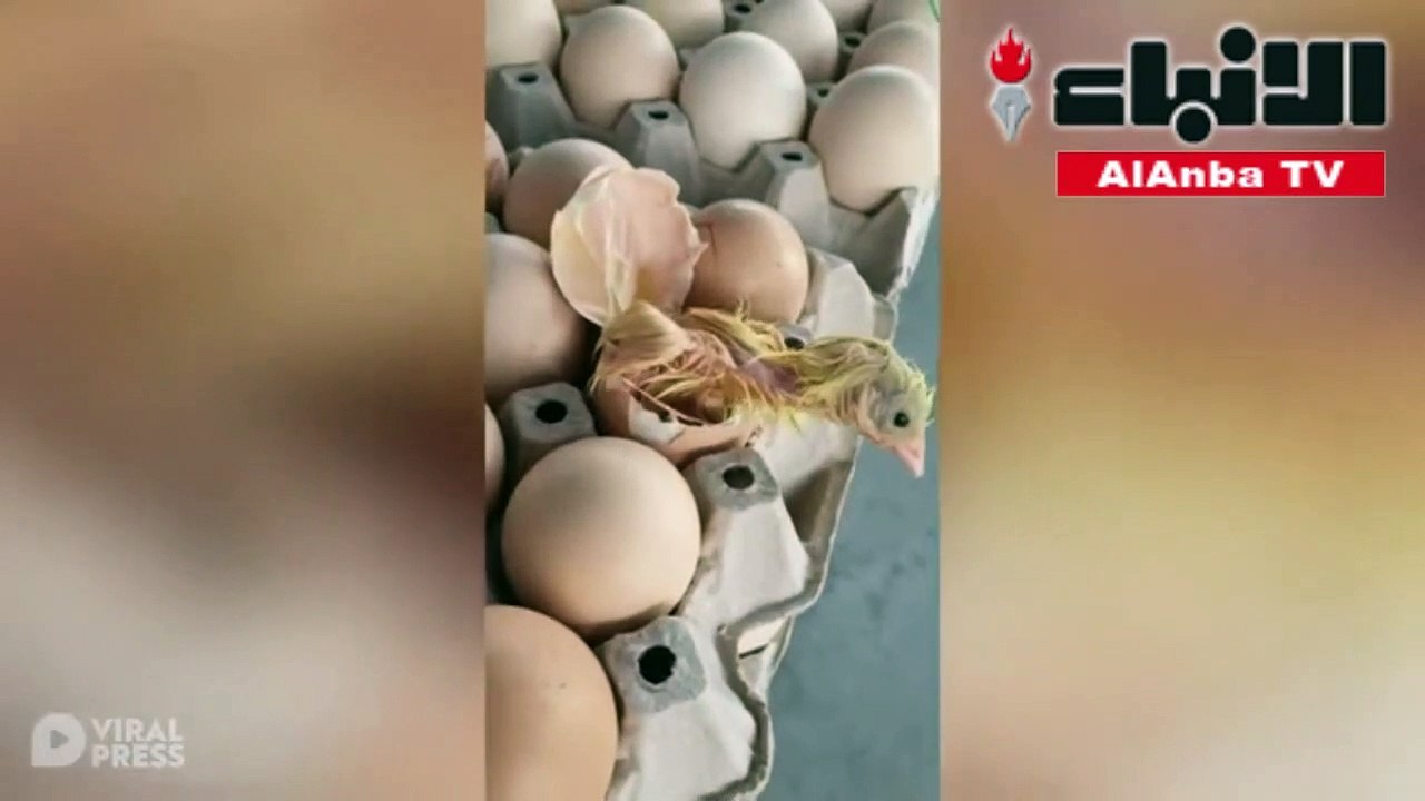 صوص