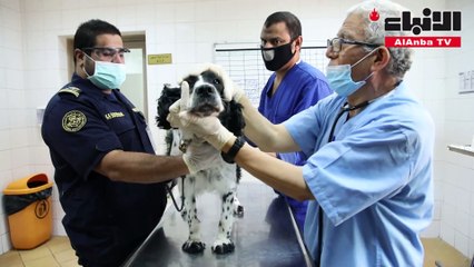 هل تدمن الكلاب البوليسية فعلا المواد المخدرة؟