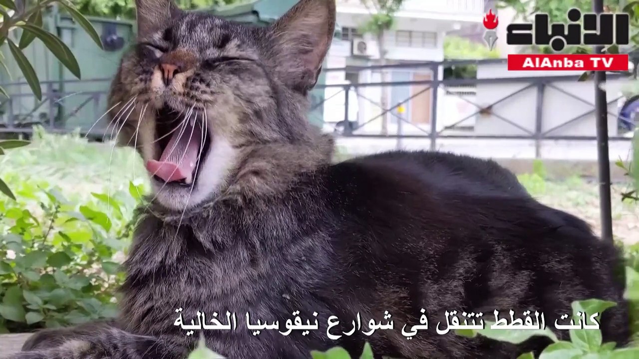 القطط