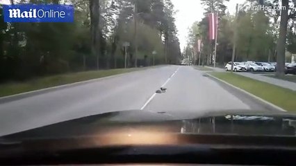 غراب يساعدقنفذصغير في عبور طريق سريع لحمايته من الدهس