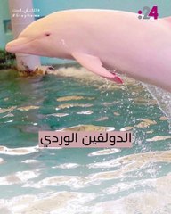 الدولفين الوردي هل شاهدته من قبل؟