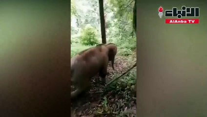 فيلة تلجأ لحيلة طريفة من أجل نزول منحدر