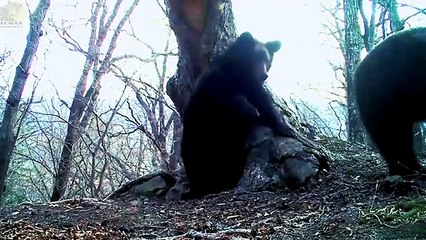 Медведи попытались стереть видео своего танца