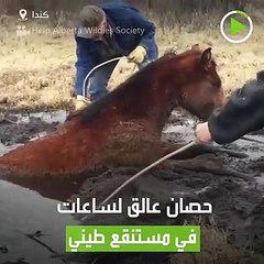 إنقاذ حصان علق في مستنقع