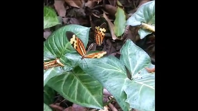 borboletas do jardin