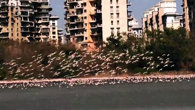 Amid Lockdown Migratory Flamingos Flock Navi Mumbai in Large Numbers