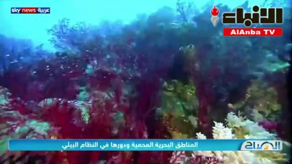 المناطق البحرية المحمية ودورها في النظام البيئي