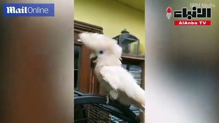 ببغاء يخطف قلوب آلاف البريطانيين بغنائه لكورونا ويحصد 3.5 ملايين مشاهدة