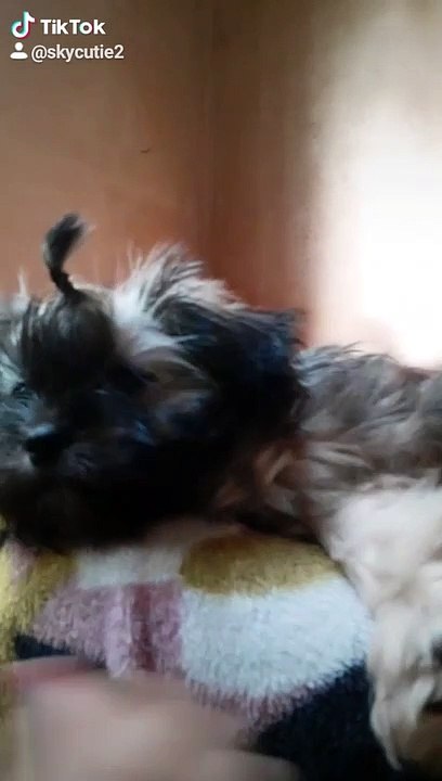 my dogs