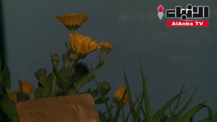 عرض أفلام في باحات المباني في برلين لمحاربة الملل