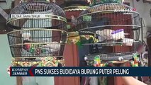 Seorang PNS Sukses Budidaya Burung Puter Pelung, Omzet Puluhan Juta Per Bulan