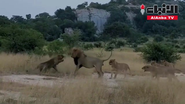مجموعة من السياح يوثقون لحظة طرد أسد من الغابة