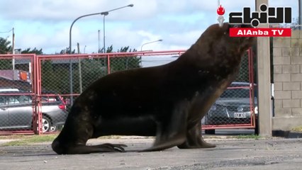 أسود البحر تستغل حبس الناس في الأرجنتين لتأخذ حريتها في الشوارع