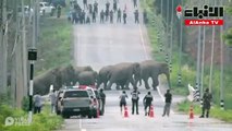قطيع من 50 فيلا يعبر طريقا سريعا في تايلاند