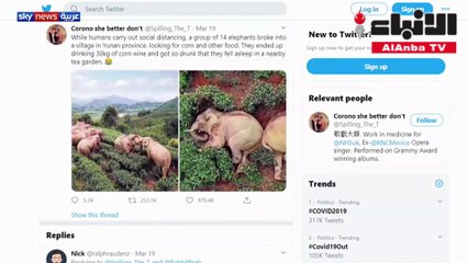 صيد جائر للحيوانات.. وهذه المرة عبر "الشبكات العنكبوتية"