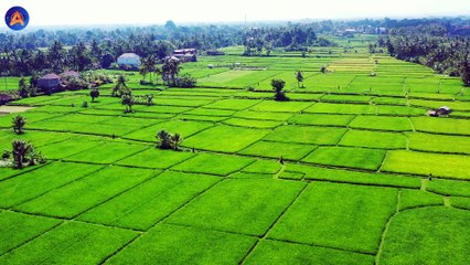 INDONESIA ALAMI HARI TANPA BAYANGAN, APA DAMPAKNYA?