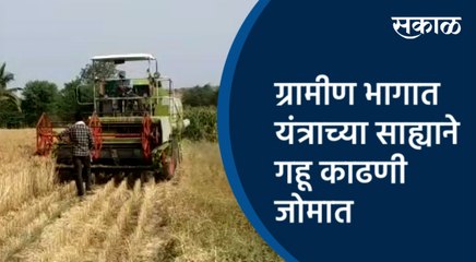 ग्रामीण भागात यंत्राच्या साह्याने गहू काढणी जोमात | Sangali | Maharashtra | Sakal Media |
