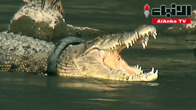 السلطات الإندونيسية تلغي مسابقة لتحرير تمساح من إطار عالق في رقبته