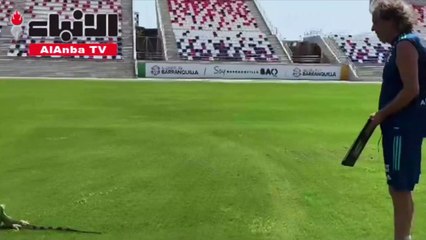 كيف تعامل مدرب الهلال السعودي السابق مع سحلية فوجئ بها في تدريبات فريقه