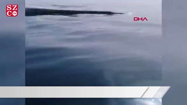 İskenderun Körfezi'nde balıkçıların kamerasına bu kez de ölü balina takıldı