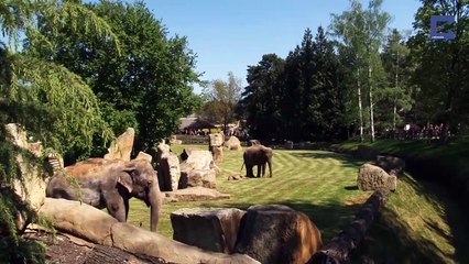 Mother Elephant Can t Wake Sleepy Baby