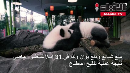 حديقة برلين تعرض صغيري باندا أمام زوارها