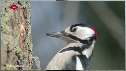 لماذا لا يصاب نقار الخشب بارتجاج في المخ؟