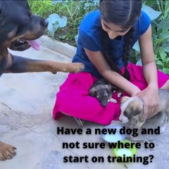 Girl training and feeding puppy