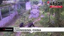 حيوان الشمبانزي يغسل الملابس في حديقة للحيوانات في الصين