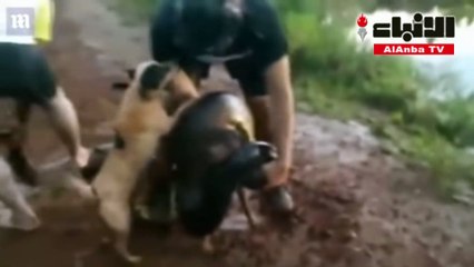 لماذا دخل 3 رجال في معركة مع حية أناكوندا عملاقة؟