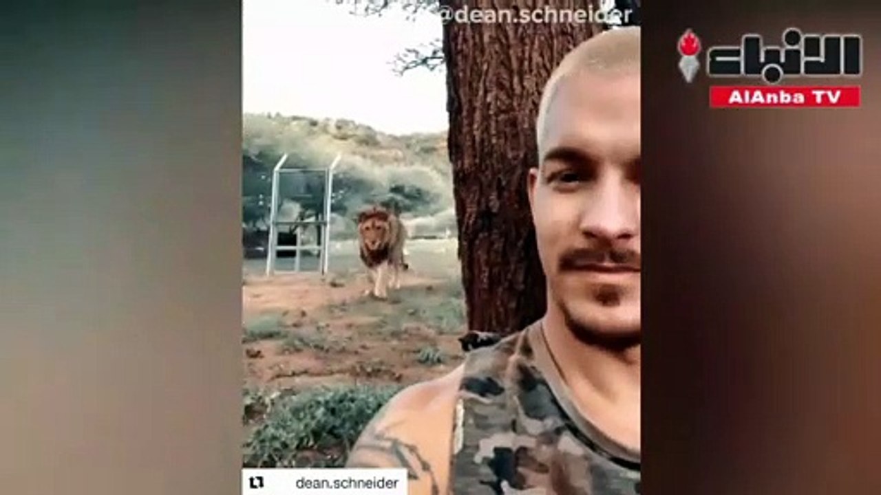 الاسد