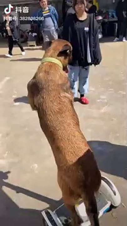 Dog 