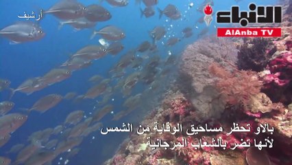 بالاو تحظر مساحيق الوقاية من الشمس لأنها تضر بالشعاب المرجانية