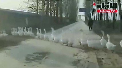 أوقف سيارته ليمر الإوز فوقعت مفاجأة صادمة