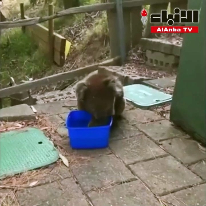 حيوان الكوالا يلجأ إلى البشر بعد موجة حر غير مسبوقة في أستراليا