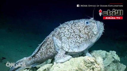 سمكة غريبة تمشي في قاع البحر