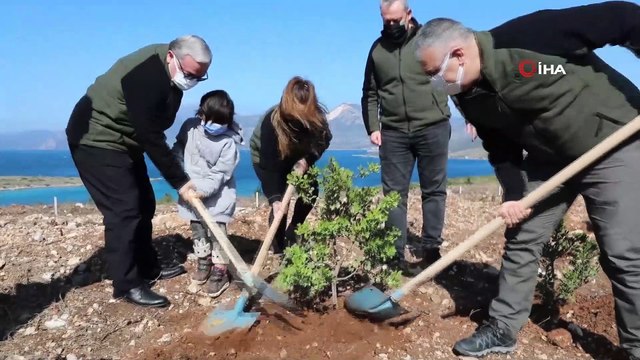 Çeşme'de yanan orman alanına 5 bin adet sakız fidanı