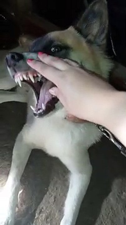 Zorro