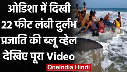 Odisha​ के Ganjam district में 22 फुट लंबी Blue whale shark  का किया गया Rescue । वनइंडिया हिंदी