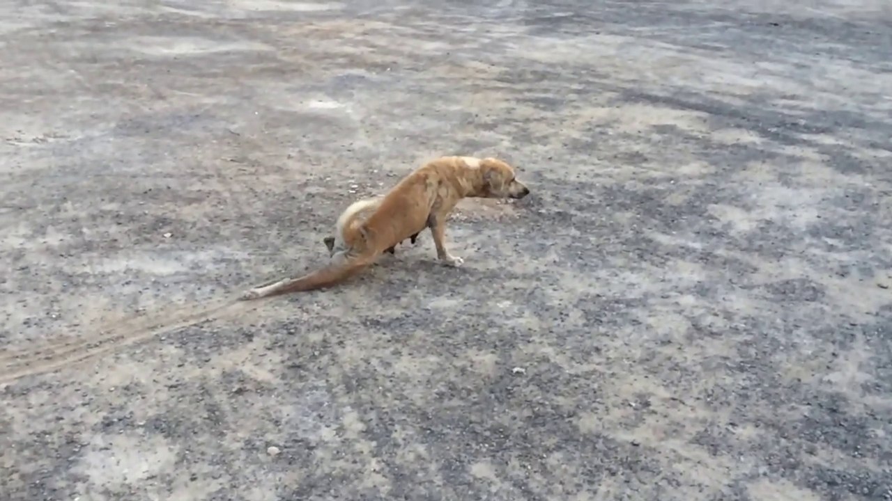 Dog faking injury video Dailymotion