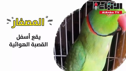 لماذا تقلدنا الببغاوات عندما نتحدث؟